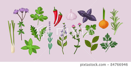 Culinary herbs set. Fresh organic plant leaves for cooking food with fragrance delicious Culinary herbs set. Fresh organic plant leaves for cooking food with fragrance delicious 84766946