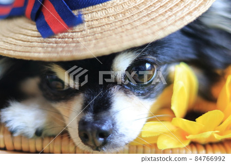 狗夏天圖像奇瓦瓦州 84766992