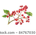 Sichuan pepper, raster illustration 84767030