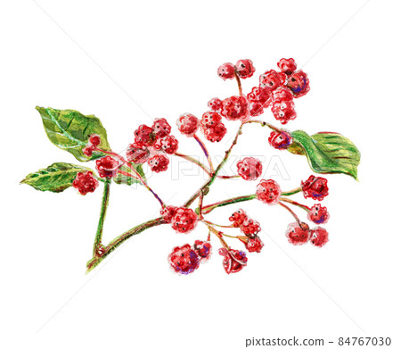 Sichuan pepper, raster illustration Sichuan pepper, raster illustration 84767030