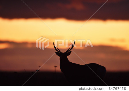 Sunset sky and male sika deer (Hokkaido) 84767458