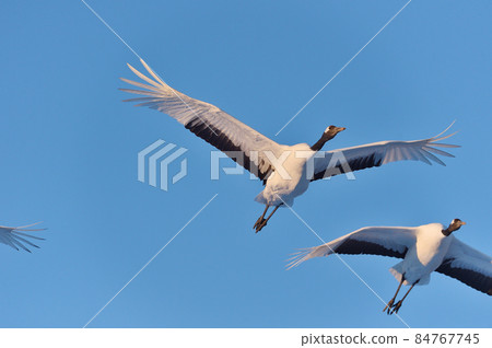 在藍天（北海道鶴井）上飛翔的兩個tancho 84767745