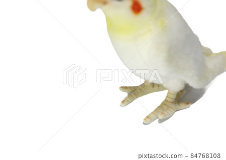 Cute popular pet [Koza Kleinko] 84768108