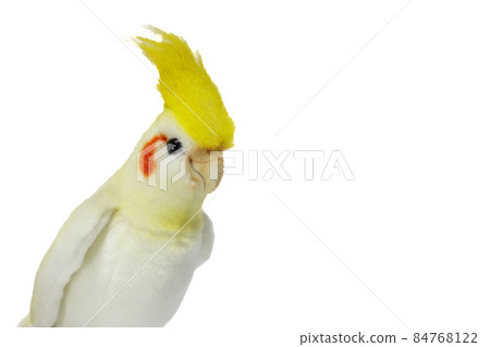 可愛的人氣寵物【Koza Kleinko】 84768122