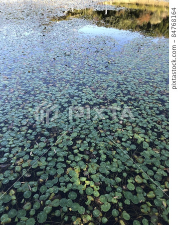 Mid-autumn water lily ... Mid-autumn water lily ... 84768164