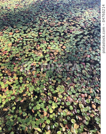 中秋睡蓮... 84768214