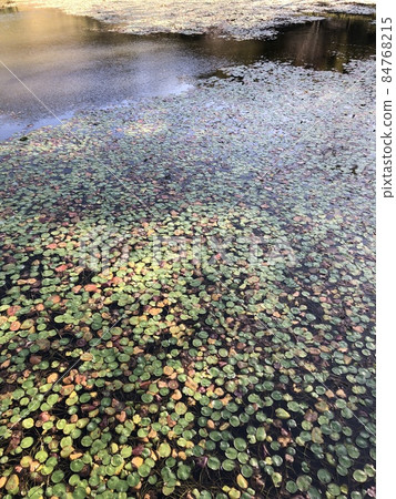 中秋睡蓮... 84768215