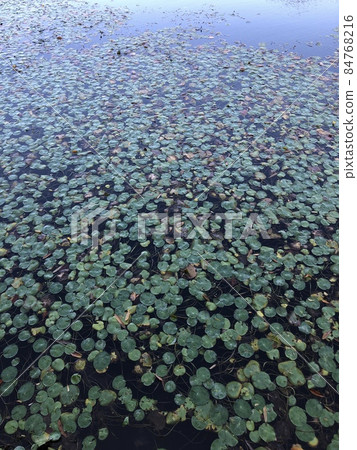 中秋睡蓮... 84768216