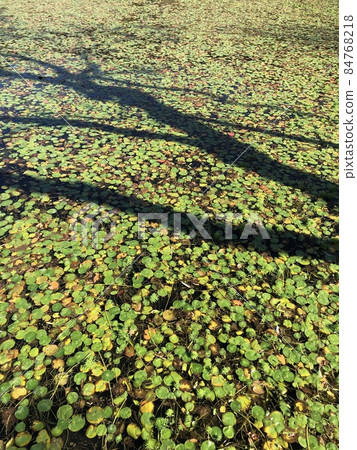 Mid-autumn water lily ... Mid-autumn water lily ... 84768218