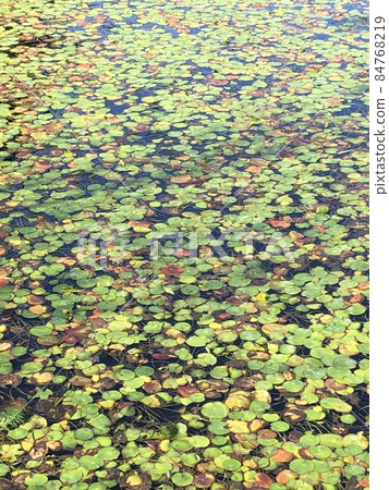 中秋睡蓮... 84768219