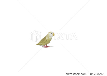 Cute popular pet [Koza Kleinko] 84768265