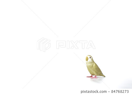 Cute popular pet [Koza Kleinko] 84768273