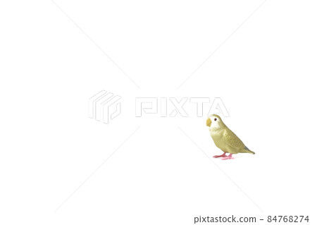 Cute popular pet [Koza Kleinko] 84768274