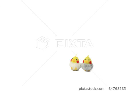 可愛的人氣寵物【玄鳳鸚鵡】 可愛的人氣寵物【玄鳳鸚鵡】 84768285