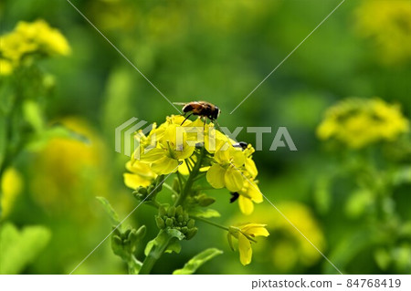 Rape blossoms 84768419