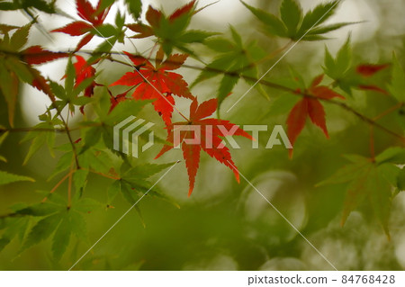 埼玉縣川越市古仙場町天台宗特本山中院、紅葉紅葉 84768428