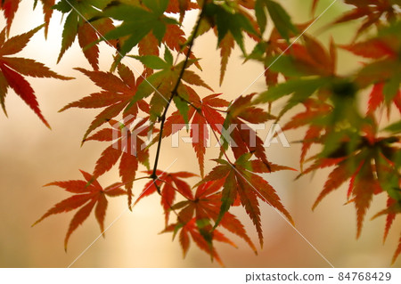 埼玉縣川越市古仙場町天台宗特本山中院、紅葉紅葉 84768429