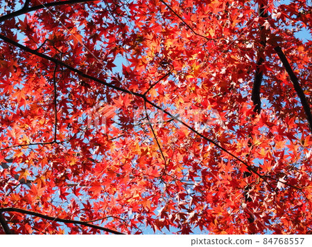 Autumn leaves 84768557