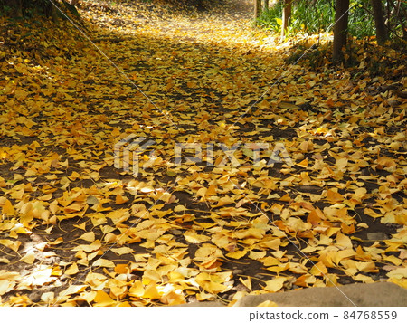 fallen leaves of ginkgo 84768559
