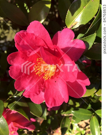 Sasanqua Sasanqua Blooming Road Sanchahana Sasanqua Sasanqua Blooming Road Sanchahana 84768653