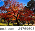秋天藍天下的鮮紅秋葉 84769608
