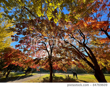 沐浴在晨光中的紅色秋葉和藍天 84769609