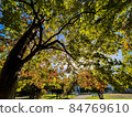 初秋滿綠的樹下 84769610