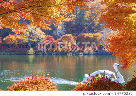 [長野縣]蓼科湖的紅葉 84770285