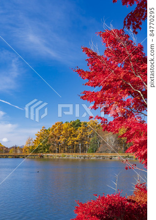 [Nagano Prefecture] Autumn leaves of Lake Tateshina 84770295
