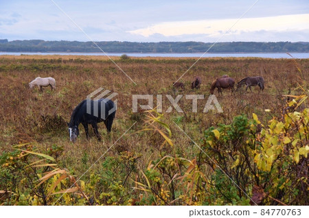 Horses grazing on the shore of the lake Hokkaido Horses grazing on the shore of the lake Hokkaido 84770763
