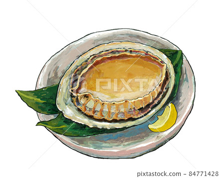 鮑魚水彩插圖 鮑魚水彩插圖 84771428