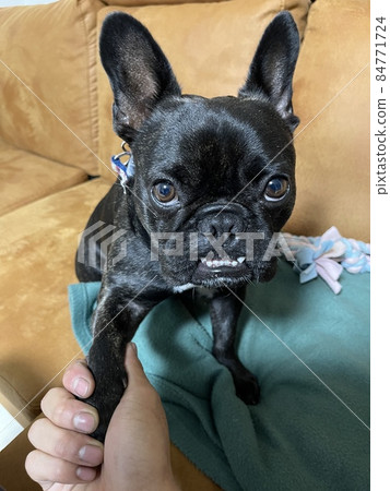 Shakure dog to hand Shakure dog to hand 84771724