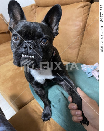 Dog tilting its neck 84771725