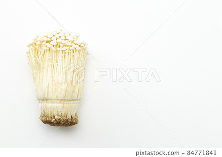 金木白色背景 84771841