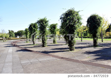 Untidy grass 84772019