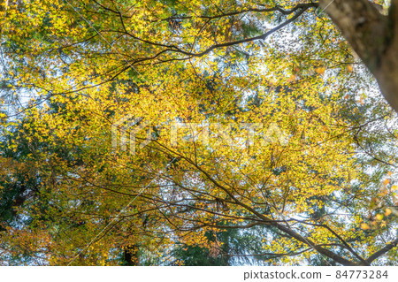 Kurama Temple 84773284