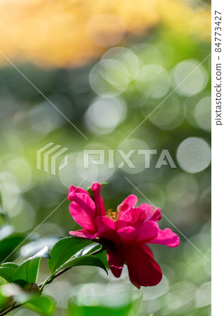 Camellia Camellia 84773427