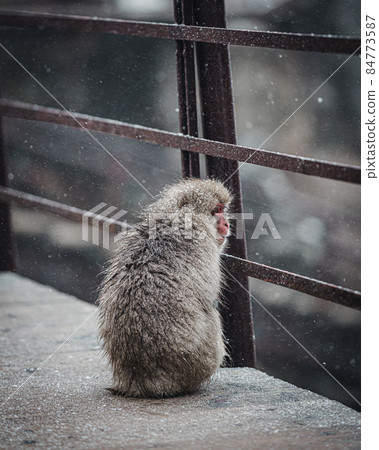"Nagano" "Jigokudani" Monkey in the snow "Nagano" "Jigokudani" Monkey in the snow 84773587