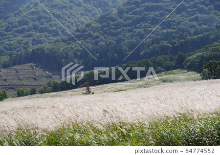 Onikobe no Susukinohara (Osaki City, Miyagi Prefecture) 84774552