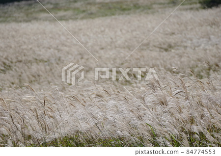 Onikobe no Susukinohara (Osaki City, Miyagi Prefecture) 84774553