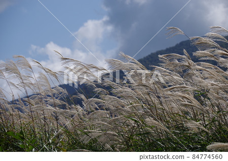 Onikobe no Susukinohara (Osaki City, Miyagi Prefecture) 84774560