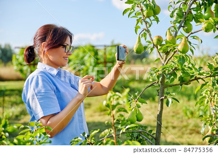 Woman gardener in an orchard taking photo of ripening pears on tree 84775356