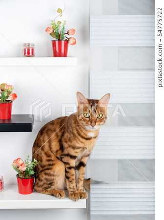 Bengal cat sits on a modern wall shelf on the wall. Bengal cat sits on a modern wall shelf on the wall. 84775722