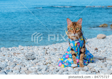 Bengal cat in a sundress sits on the background of the sea. 84775727