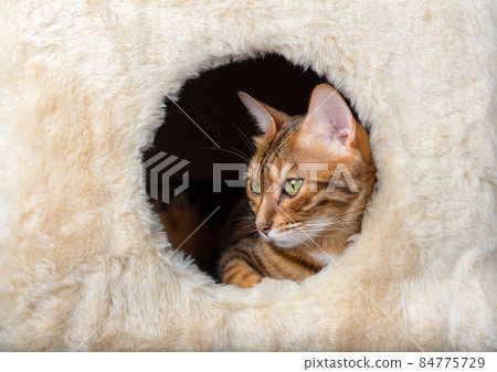Bengal cat in a cat house close-up. 84775729