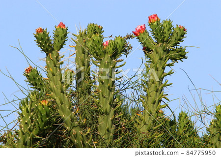 A large and thorny cactus grew in a city park in northern Israel. 84775950