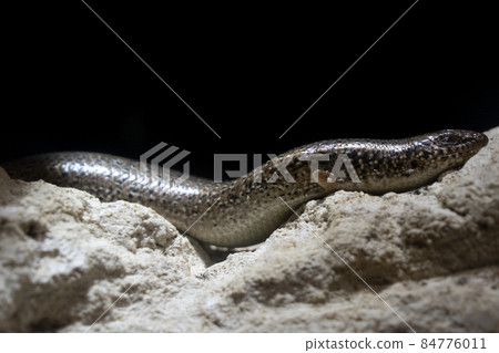 Chalcides Ocellatus african lizard portrait 84776011
