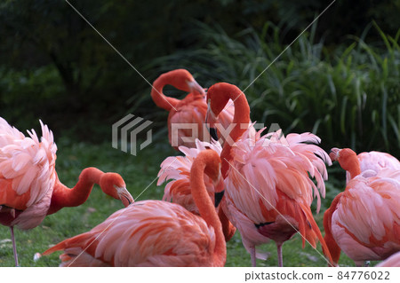 Pink flamingos family group on green 84776022