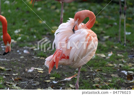 Pink flamingos family group on green 84776023