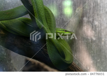 green vine snake on a tree green vine snake on a tree 84776031